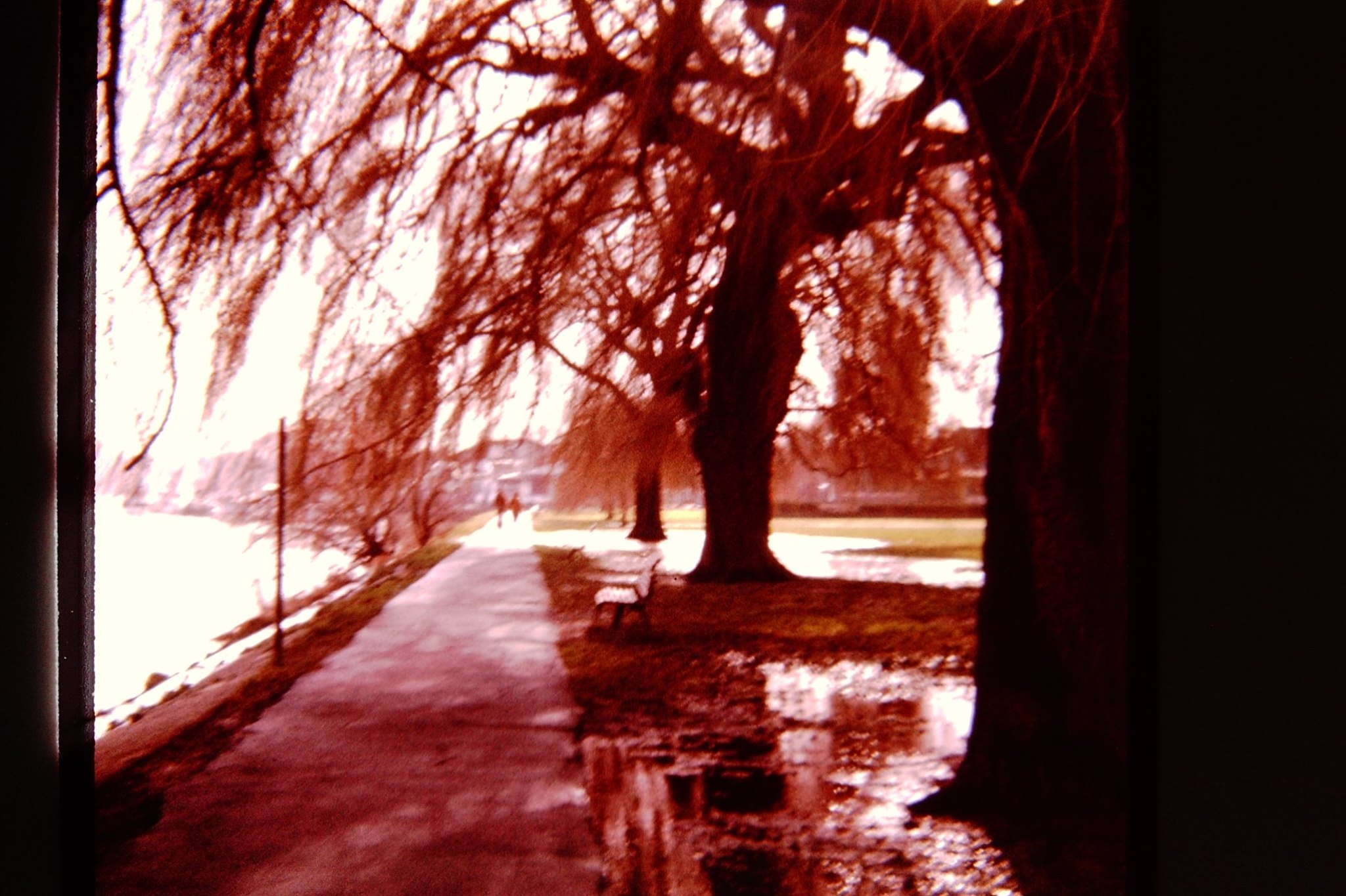 Flooded Radnor Gardens