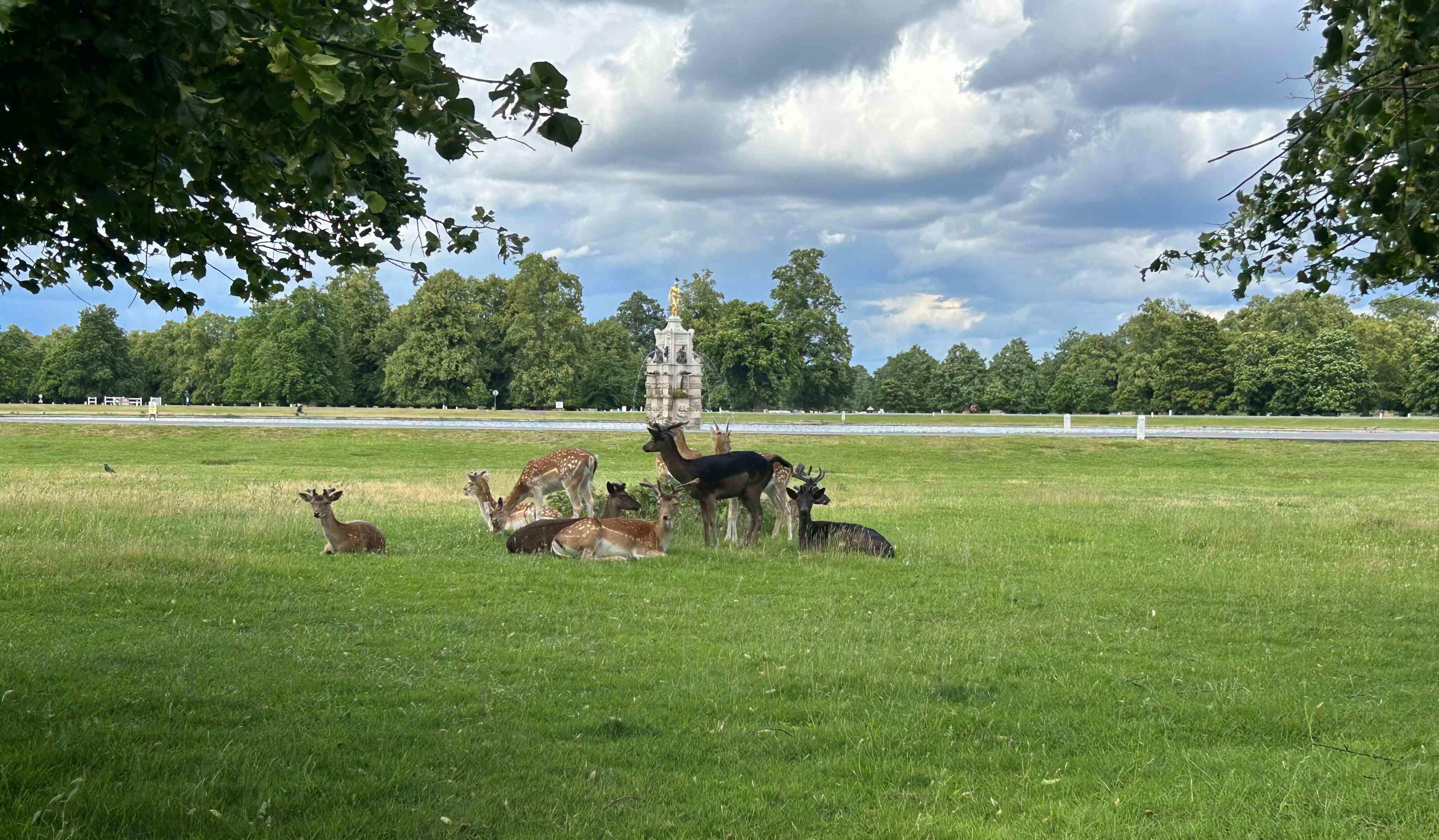 Several deer grazing and resting on a grassy field in Bushy Park with trees and a cloudy sky in the background.