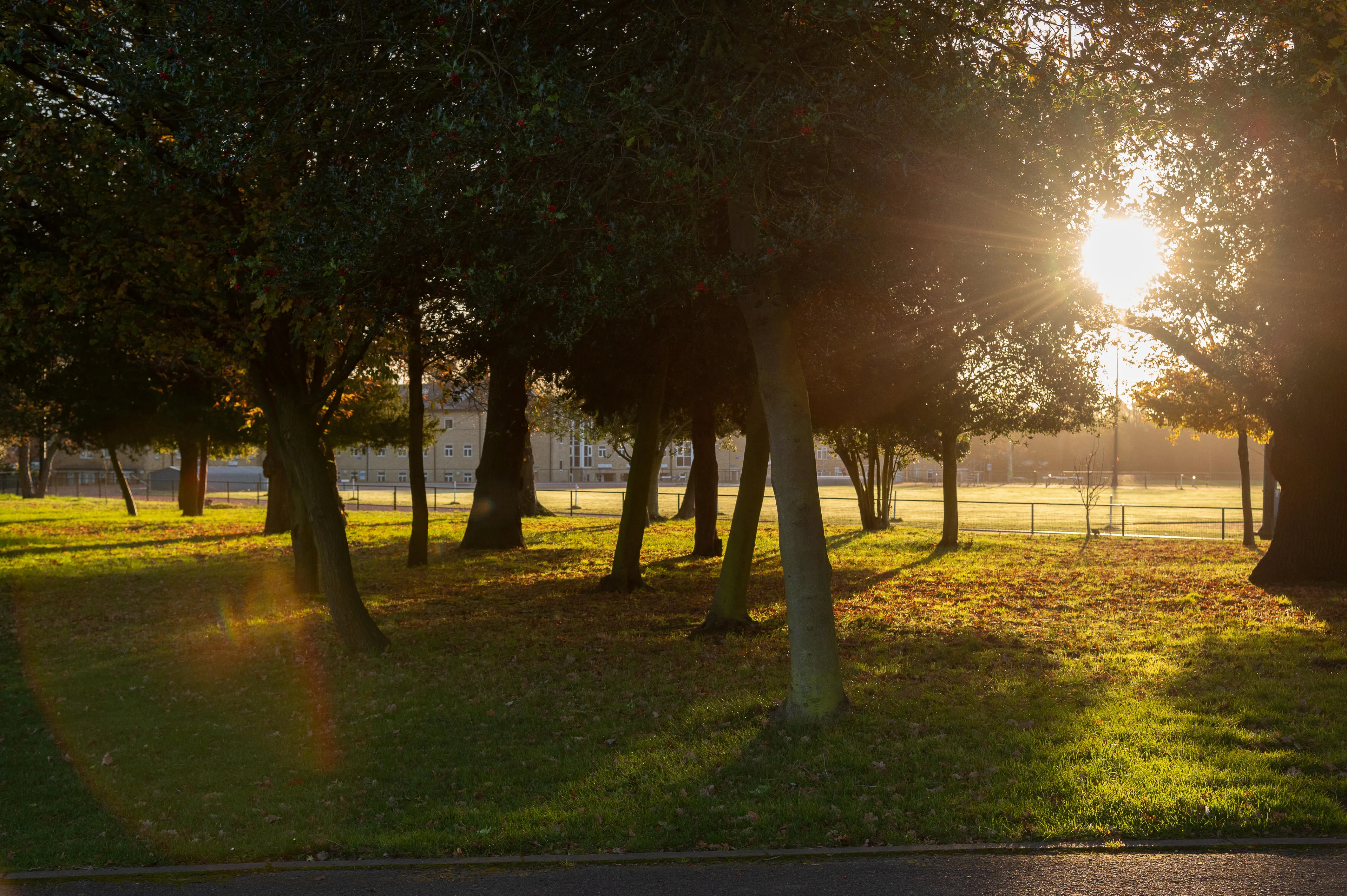 St Mary's University campus in London at sunset, with the sun shining through the trees.