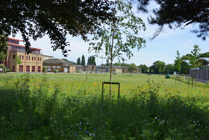 Grass field on campus