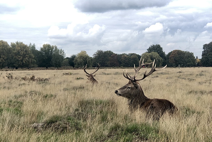 photo of deer lying down in bushy park