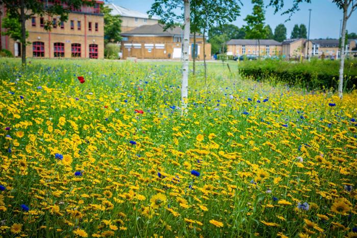 wild-flowers