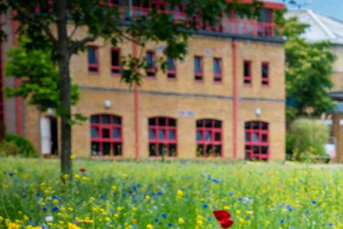 wild-flowers