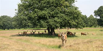 bushy-park01